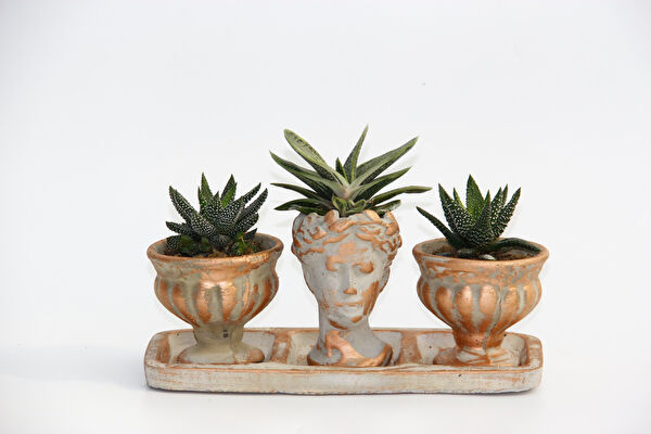 Tnc Garden Groups İç Mekan Bitkileri