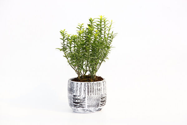 Tnc Garden Groups İç Mekan Bitkileri