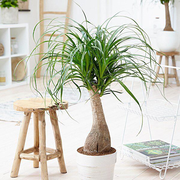 Tunç Botanik İç Mekan Bitkileri