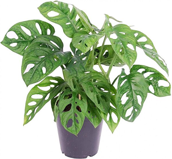 Tunç Botanik İç Mekan Bitkileri