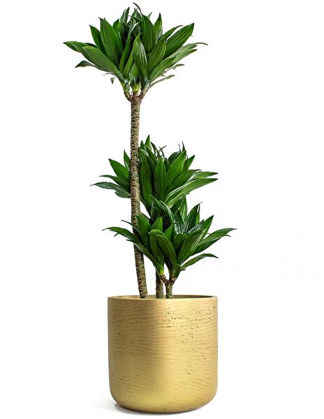 Tunç Botanik İç Mekan Bitkileri