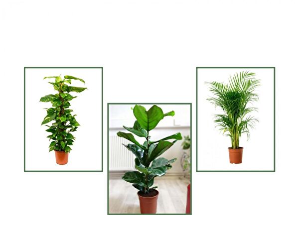 Tunç Botanik İç Mekan Bitkileri