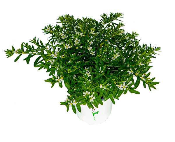 Tnc Garden Groups Fidan