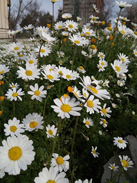 Tnc Garden Groups Fidan