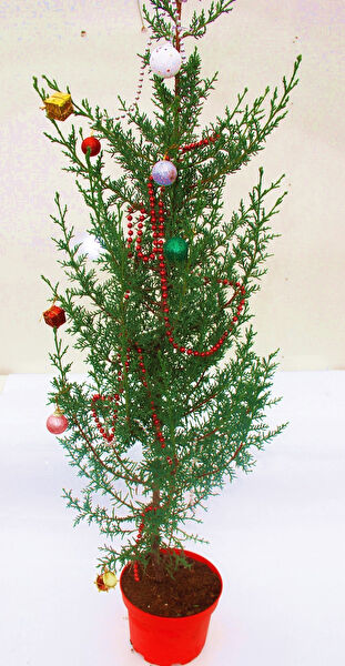 Tnc Garden Groups İç Mekan Bitkileri