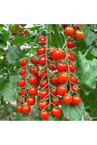 Serdar Çam Tohumculuk Tohum