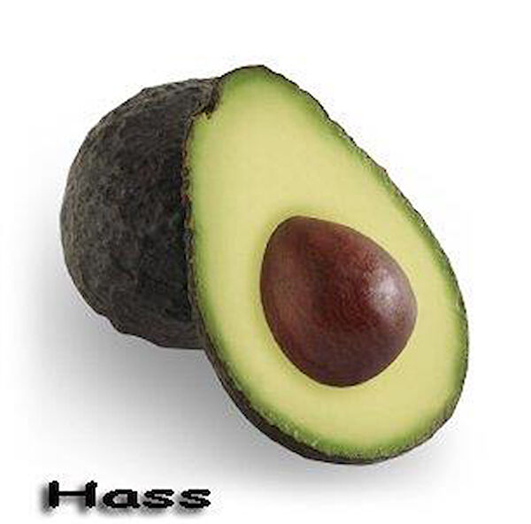 Berke Fidancılık Fidan