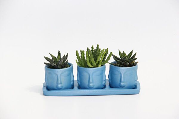 Tunç Botanik Sukulent