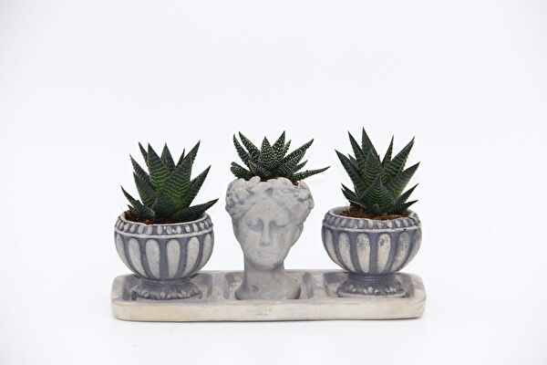 Tunç Botanik Sukulent