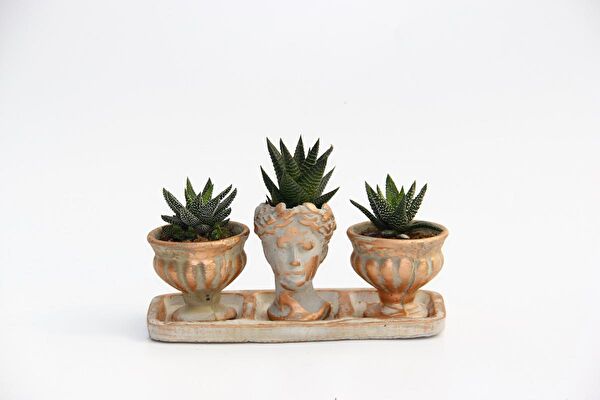 Tunç Botanik Sukulent