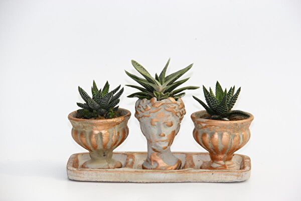 Tunç Botanik Sukulent