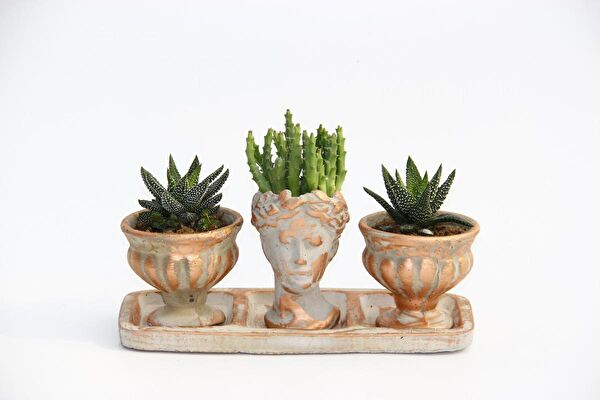 Tunç Botanik Sukulent