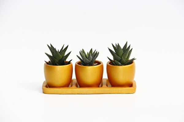 Tunç Botanik Sukulent