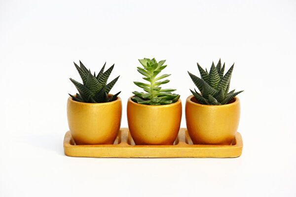 Tunç Botanik Sukulent