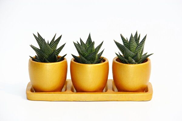 Tunç Botanik Sukulent