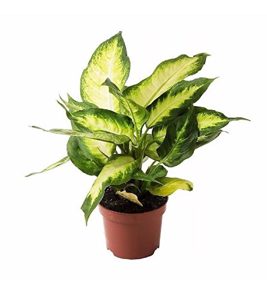 Begonya Botanik İç Mekan Bitkileri