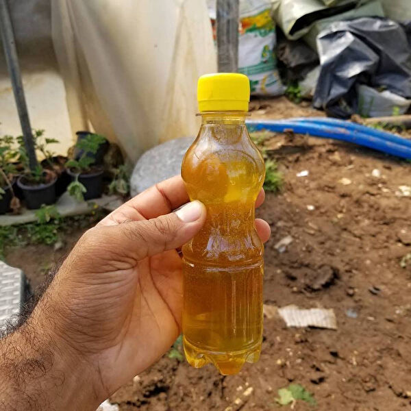 Berke Fidancılık Kaktüs