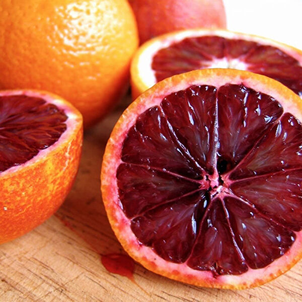 Berke Fidancılık Fidan