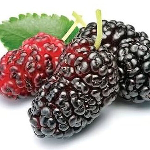 Berke Fidancılık Fidan