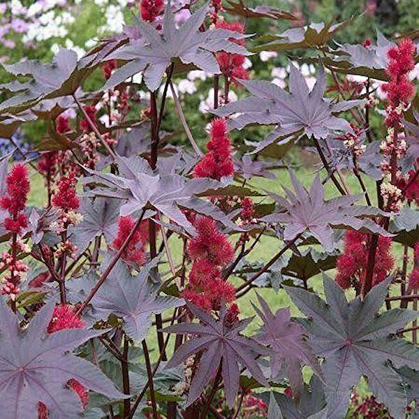 Berke Fidancılık Tohum