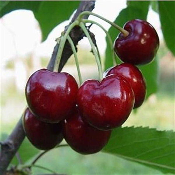 Berke Fidancılık Fidan