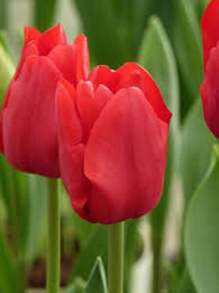 bahcevilya Bitki Yetiştirme Kiti