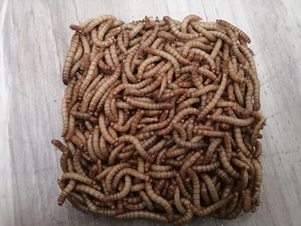 Özel Sürüngen Yemler, Ek Besinler