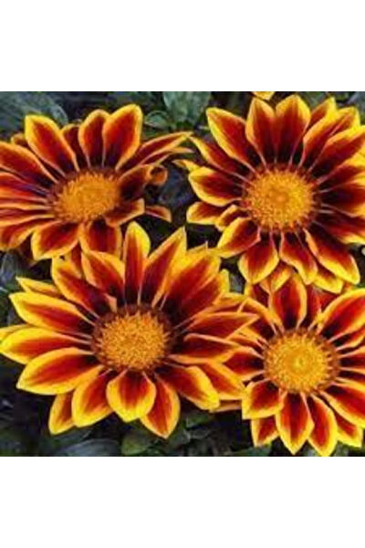 Serdar Çam Tohumculuk Tohum