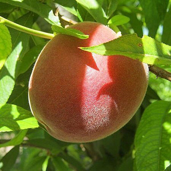 Berke Fidancılık Fidan