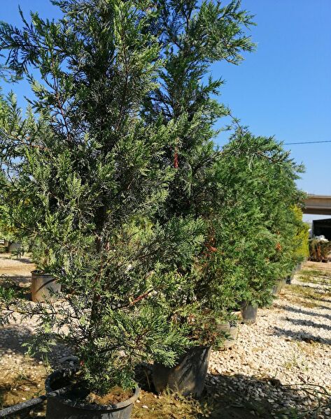 Bahçe Marketi Fidan