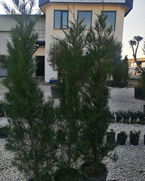 Bahçe Marketi Fidan