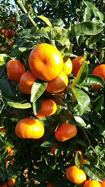 Bahçe Marketi Fidan