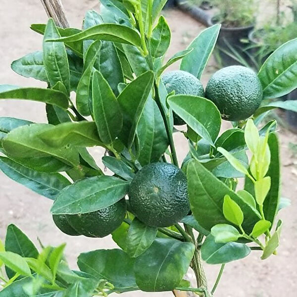 Berke Fidancılık Fidan