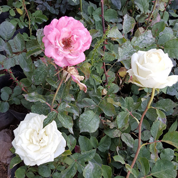 Berke Fidancılık İç Mekan Bitkileri