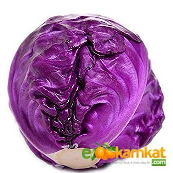 Berke Fidancılık Tohum