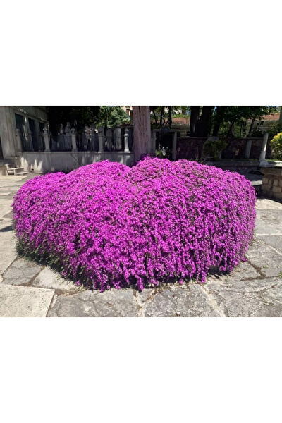 Serdar Çam Tohumculuk Tohum