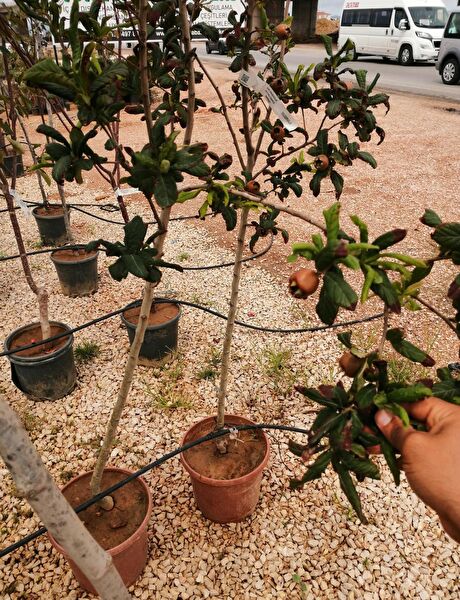 Bahçe Marketi Fidan