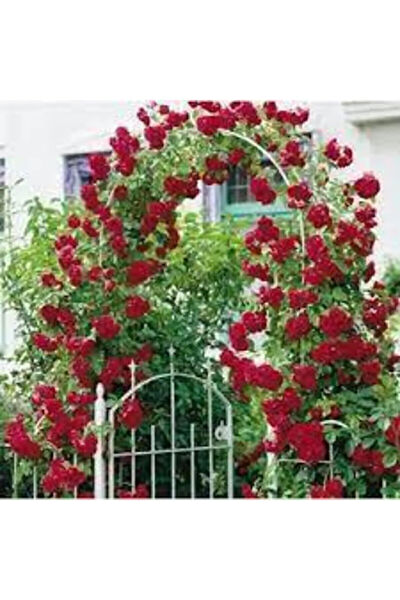 Serdar Çam Tohumculuk Tohum