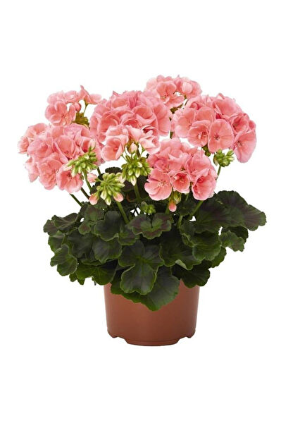 Mimoza Bitki Market İç Mekan Bitkileri