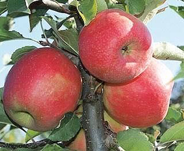 Berke Fidancılık Fidan