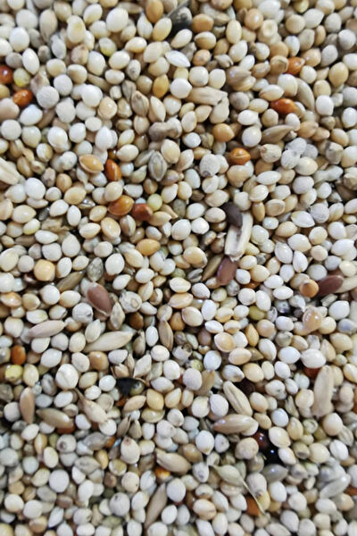 Ankara Yem Evi Kuş Yemi, Kraker