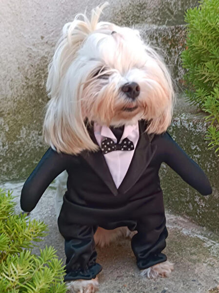 Petite Pati Köpek Elbisesi