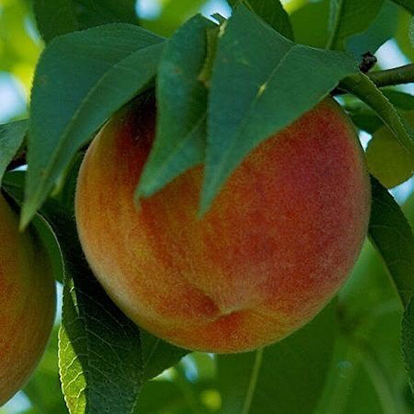 Berke Fidancılık Fidan