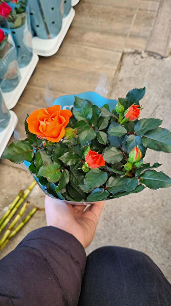 Çiçek İç Mekan Bitkileri