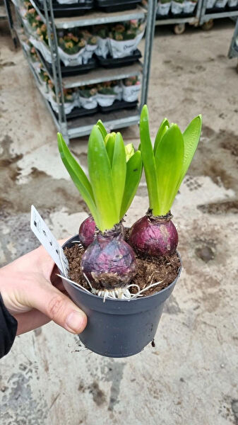 Çiçek İç Mekan Bitkileri