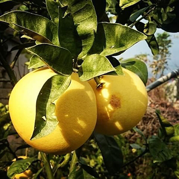 Berke Fidancılık Fidan