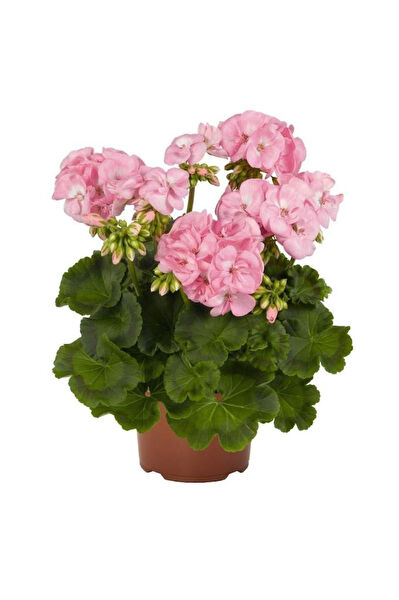 Mimoza Bitki Market İç Mekan Bitkileri