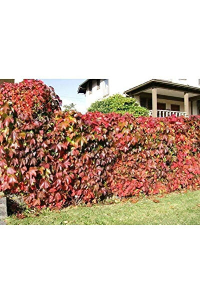 Serdar Çam Tohumculuk Tohum