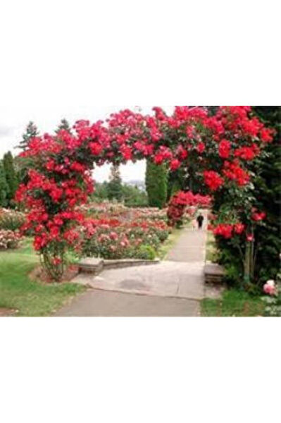 Mimoza İç Mekan Bitkileri