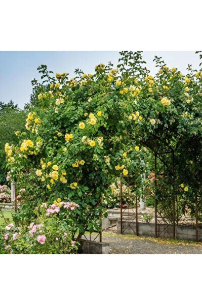 Mimoza Bitki Market İç Mekan Bitkileri